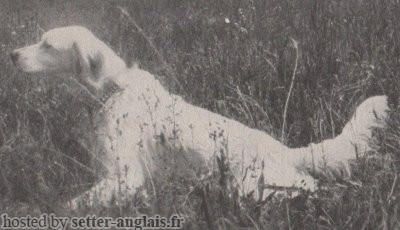 Setter Anglais RADENTIS IN Setter Anglais RADENTIS IN